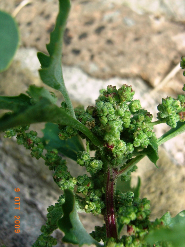 Chenopodium murale